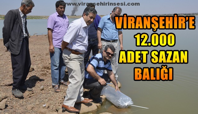 Viranşehir’e 12.000 adet Sazan Balığı